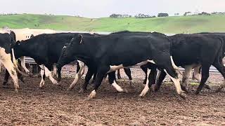 Withnell Friesian Steers [upl. by Astra59]