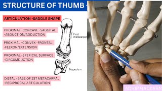 CMC JOINT OF THUMB HAND COMPLEX BIOMECHANICSPhysiotherapy [upl. by Yelrak]