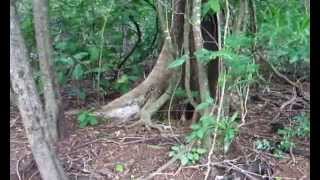 KULALUK CREEK AND FOREST WALK 2015  PART TWO [upl. by Margreta635]