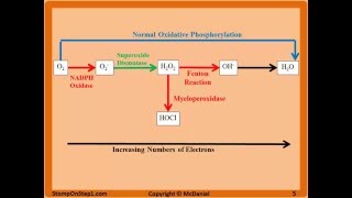 Free Radicals Glutathione Superoxide NADPH Oxidase N Acetylcysteine CGD MPO CCl4 [upl. by Aloeda442]