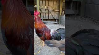 Kelso Rooster Gamefowl [upl. by Enirak826]