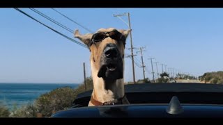 Official Trailer Marmaduke [upl. by Oletta322]