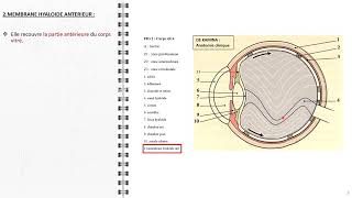 ANATOMIE FMPM LE VITRE [upl. by Eenahc621]