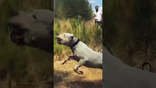 El DOGO ARGENTINO en su MÄXIMO Esplendor ⚡ perros dog adiestradorcanino perrospoderosos [upl. by Rafi]