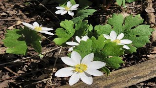 Sanguinaria propiedades y Usos medicinales Sanguinaria canadensis [upl. by Holcomb983]