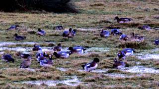 Marshside RSPB Reserve Winter Scenes [upl. by Aneen514]