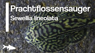 Der Prachtflossensauger Sewellia lineolata  Aquariumbewohner im Porträt [upl. by Sussi]