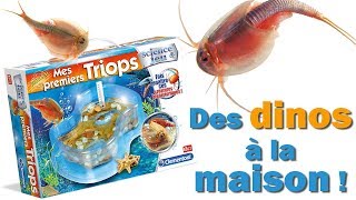 Triops  des minis dinos à la maison  1  démarrage [upl. by Andel]