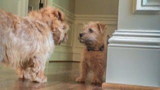 Norfolk Terrier Puppy Ernie Stands His Ground [upl. by Orsa]