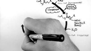 Cellular Respiration 4  BetaOxidation [upl. by Idnak]