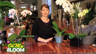 How to properly care for Orchids [upl. by Lemaj]