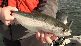 Basic Techniques for Trout Fishing in Washington [upl. by Nies775]