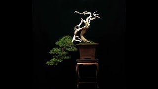 Juniper sabina bonsai  Amazing interpretation by Michele Andolfo [upl. by Esinaj]