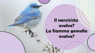 Fiamma gemella o narcisista patologico Il narcisista evolve La fiamma gemella evolve [upl. by Peterson]