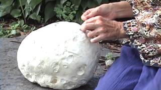 Edible Mushrooms Giant Puffball [upl. by Nirtiac]