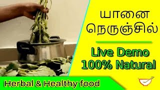 யானை நெருஞ்சில் Yanai Nerunjil Bio name pedalium murex [upl. by Saint452]