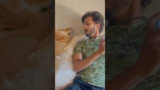 Subscribe for more videos like this goldenritriever puppies doglover [upl. by Lorrad]