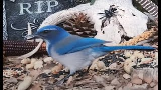 Oak Stand Seed Buffet🐦5 Species LIVE STREAM REPLAY Descanso CA California Mountain Bird Feeder [upl. by Farkas]