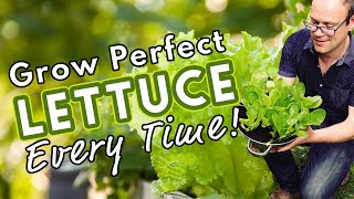 How To Grow Perfect Lettuce Every Time 🥬 [upl. by Marylinda]