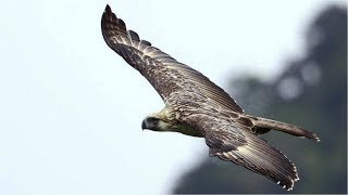 The Philippine Eagle flying [upl. by Assiruam98]