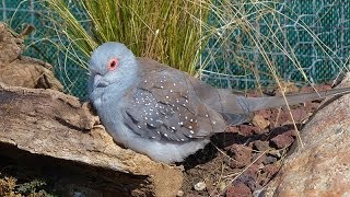 La Colombe diamant ou Géopélie diamant [upl. by Gnof]