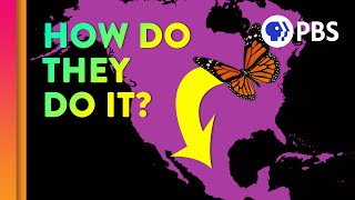 Unraveling the Great Butterfly Migration Mystery [upl. by Pleione]