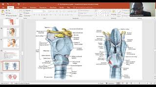 Respiratory system Histology Larynx Trachea Bronchi Bronchioles Alveolus [upl. by Enylrac930]