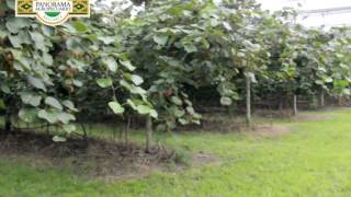 Panorama Agropecuario N°3231 Cultivo de Kiwi Cond y Dir IngAgr Hernán Viera [upl. by Shamus]