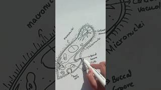 How to draw paramecium paramecium [upl. by Enoch]