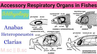 Accessory Respiratory Organs in FishesAnabasClariasHeteropneustesDefinitionTypes PRACTICAL MSc [upl. by Airehtfele59]