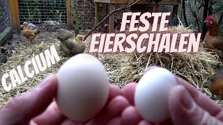 Hühner Tipp 7  Feste Eierschalen  Calciumversorgung der Hühner  Fütterung  Hühnerfutter [upl. by Ahsienor331]