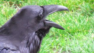 Raven Screaming Warning Calls  Amazing Raven Sounds [upl. by Wulfe971]