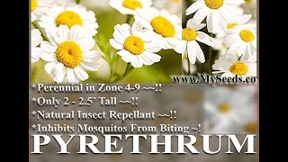 PYRETHRUM DAISY SEEDS Chrysanthemum cinerariifolium PYRETHRUM FLOWER HERB SEEDS on wwwMySeedsCo [upl. by Halda]