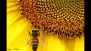 Une abeille se nourrissant du nectar dune fleur de tournesol [upl. by Morton]