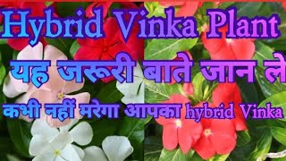 Hybrid Vinca Plant Care  Sadabahar Care Top permanent summer flower plant [upl. by Oilcareh]