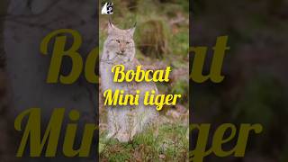 Bobcat a mini tiger [upl. by Feldt978]