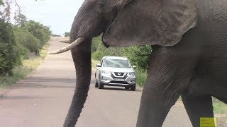 Large Angry Elephant Road Block In Kruger Park [upl. by Eiramenna]