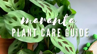 PRAYER PLANT CARE GUIDE  How to Care for Maranta Leuconeura House Plant [upl. by Yliram]