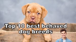 😍🔥top 10 best behaved dog breeds in the world doglovers dogshorts dogtraining facts [upl. by Aaron]