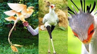 10 AVES Con Un Diseño Único En La Naturaleza que Debes VER [upl. by Basilius]