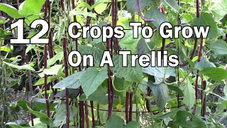 Vertical Gardening  12 Vegetables That Can Be Grown On A Trellis [upl. by Sualakcin]