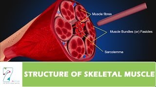 STRUCTURE OF SKELETAL MUSCLE [upl. by Lindsay]