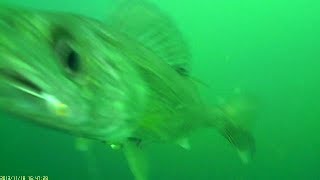 Underwater walleye strikes on worm harness and spoons fishing [upl. by Arola]