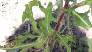 PRICKLY LETTUCE Lactuca serriola [upl. by Anole]