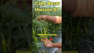 Bandingkan Hasil Buah 3 Jenis Cabe IGGO TAVI HORISON DAN COSMOS Versi DgTangngaShorts [upl. by Tia]