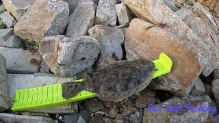 First Flounder of the season [upl. by Hale521]