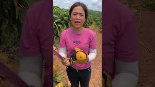 Esta chica cosecha los mejores mangos de China 👏 [upl. by Kitchen]