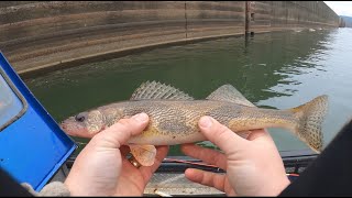 How to catch Sauger  we caught TONS of sauger  BONUS BIG SUPRISE FISH AT END [upl. by Bronson104]