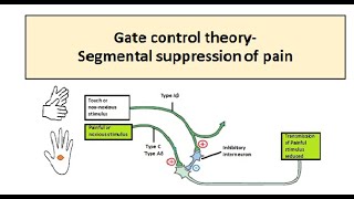 Gate Control Theory Of Pain [upl. by Ojibbob]