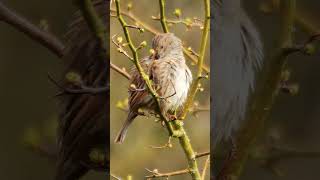 A Dunnock Hedge Sparrow in Spring  Bird Sounds shorts [upl. by Trilly]